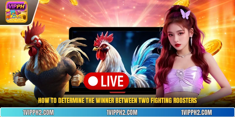 How to determine the winner between two fighting roosters.