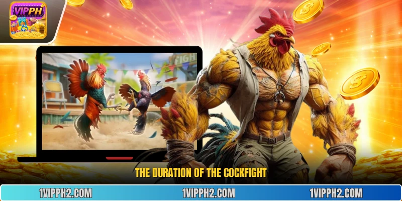 The duration of the cockfight